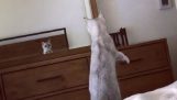 Ένα γατάκι ανακαλύπτει τα αυτιά του στον καθρέφτη