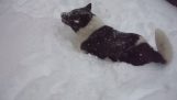En hund nyder sneen i Kastoria