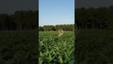 Le cerf dans le domaine avec le maïs