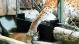 Novonarodené lynx únik a jeho matka sa ho snaží chytiť