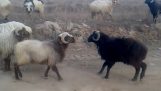 conflito geral entre carneiros
