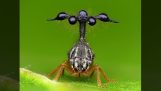 Den merkelige cicada Bocydium