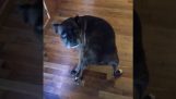 Ένας σκύλος χορεύει το “Wiggle”
