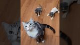 Kattungar leker med svansen på sin mamma