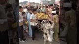 I manifestanti in Pakistan rubare le banane da un ragazzino