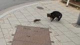 Ratte jagt eine Katze
