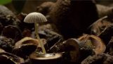 跳舞的蘑菇