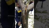 Άνδρας επισκευάζει ένα δέντρο με ένα μπουλόνι