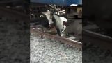 Μια αγελάδα κοιμάται στις γραμμές του τρένου