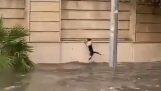 Cat tries to escape from the flood