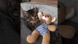 Ένα γατάκι θέλει το αρκουδάκι του πριν πέσει για ύπνο