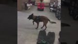 A police dog wearing snow shoes for the first time