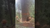 Ξυλοκόπος κινδυνεύει από ένα μεγάλο δέντρο
