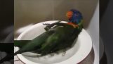 Ένας παπαγάλος απολαμβάνει το μπάνιο του