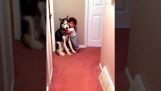 En baby, der er bange for støvsugeren, hunden løber efter hjælp