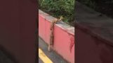Ferret hilft seinem Freund, eine Mauer zu klettern