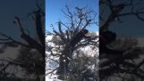 Dog climbing a tree to catch a bird