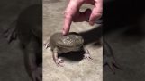 Żaba umieścić głosy