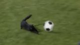 Un gato de marcar un gol