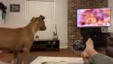 A dog is moved while watching the “The Lion King”