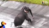 Άνθρωποι προσπαθούν να διασώσουν έναν ελέφαντα που παγιδεύτηκε σε κανάλι