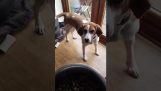Κάθε φορά που ταΐζει τον σκύλο του