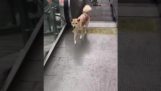 Собака играет на эскалаторах