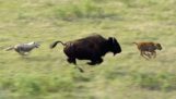 Wolves chasing a buffalo with its small
