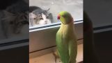 A parrot plays peekaboo with a cat