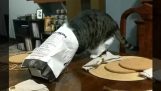 A macska próbál enni az utolsó burgonya