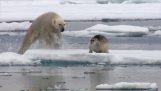 דוב הקוטב מפתיע את החותם