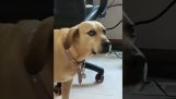 Hund sieht seinen Chef VR spielen