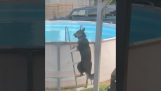 De hond wilde een bad nemen in het zwembad