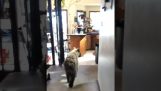 Μικρή αρκούδα μπαίνει σε ένα σπίτι