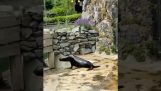 A seal makes an impressive entrance