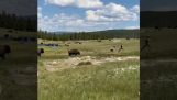 A woman stumbles while being chased by a bison
