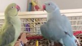 Dva bráškové papoušků