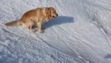 Bir köpek karda eğleniyor