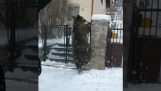 Bears burglars (Romania)