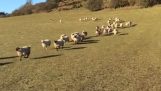 シープドッグは記録的な速さで羊を集めます