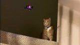 Кот против мини-дрона