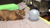 一隻獰貓在玩氣球