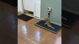 Un gatto paralizzato che corre velocissimo