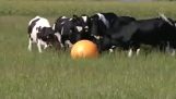 De koeien willen hun bal terug