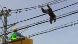 Simpanssi pakenee eläintarha ja pyydystivät yli sähköjohtoja