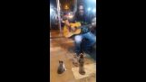 Concert for cats
