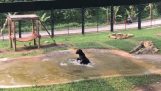 Μια αρκούδα διασκεδάζει στο νερό μετά από χρόνια ζωής σε ένα κλουβί