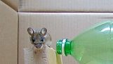 Bir plastik şişe ile fare kapanı