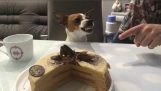 The dog protects the cake