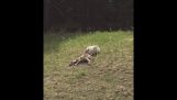 Wolf jagt eine Ziege auf dem Weg